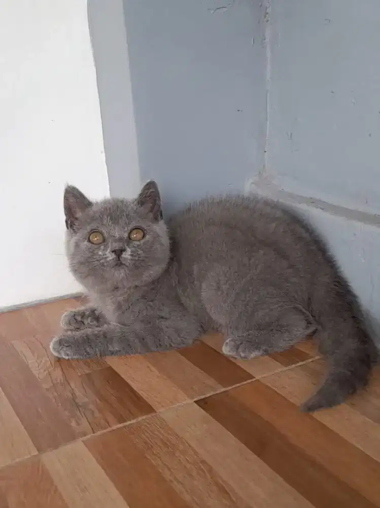 kitten British shorthair