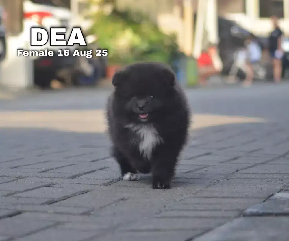 Minipom hitam putih betina •DEA•
