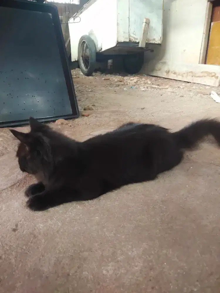 Kucing Anggora black