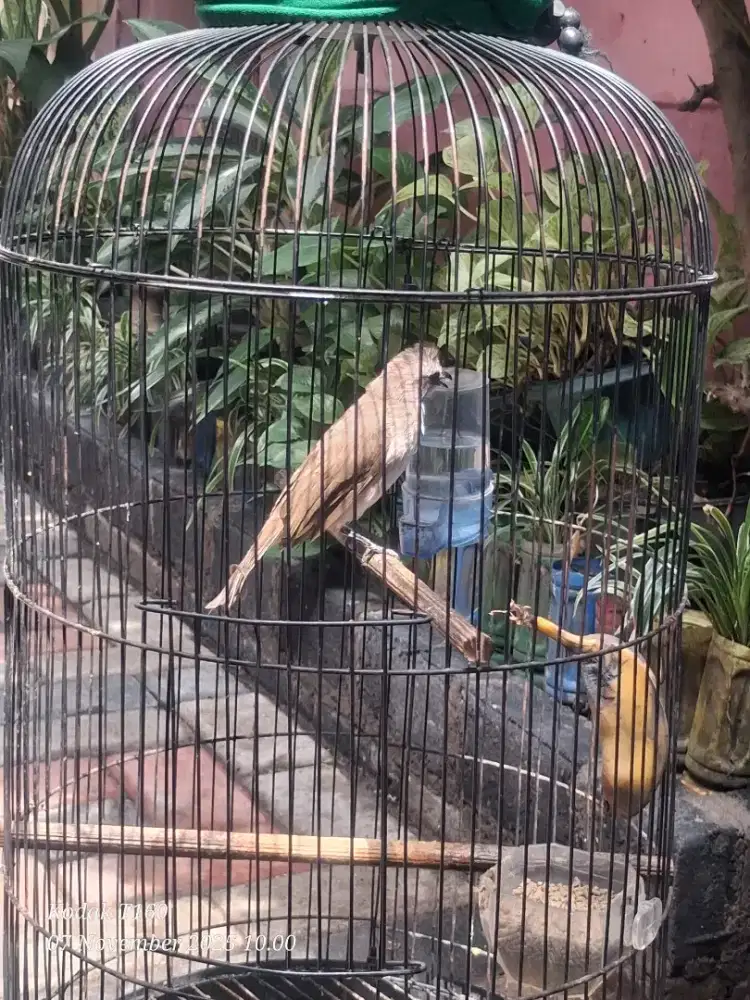 Burung trucukan jantan