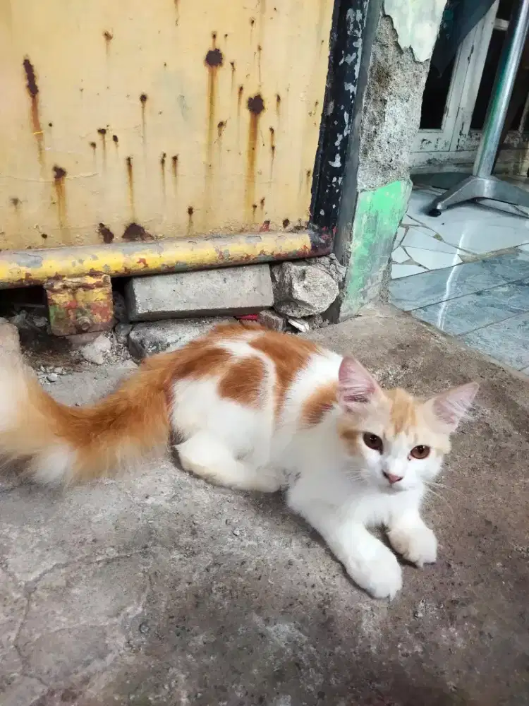 Kucing Persia (Menggemaskan)