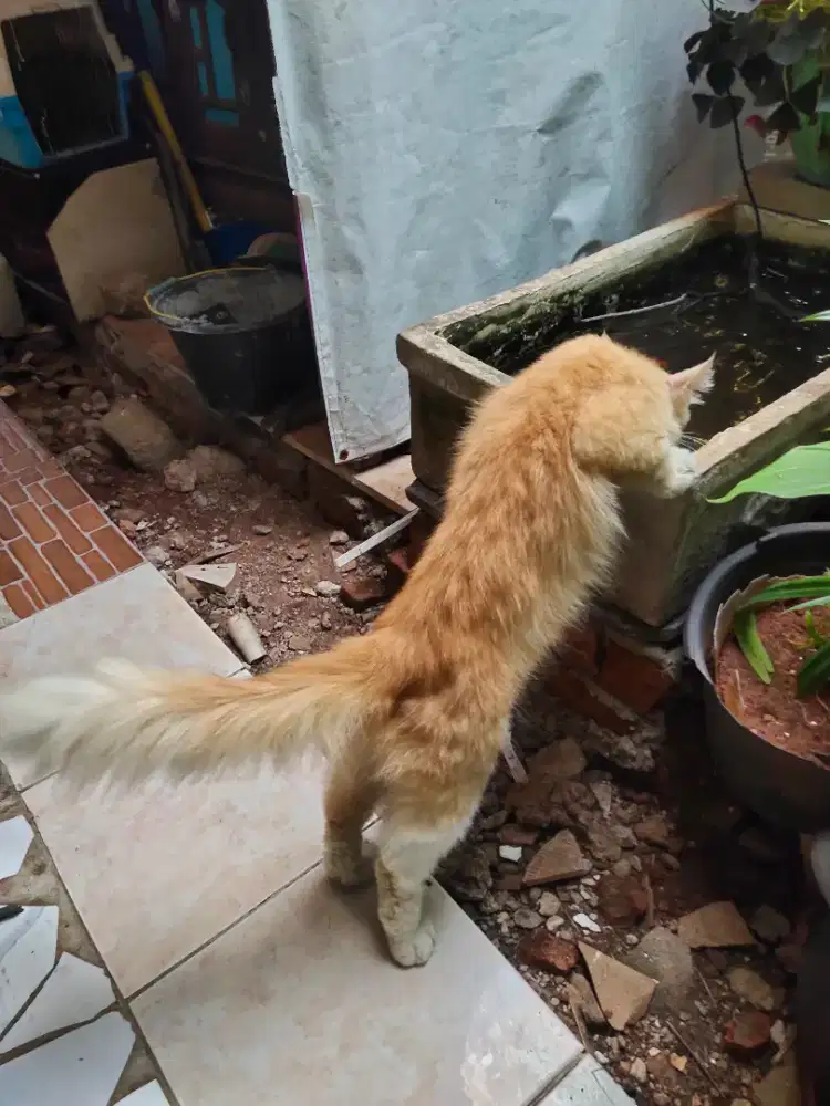 Kucing Persia (Orange)