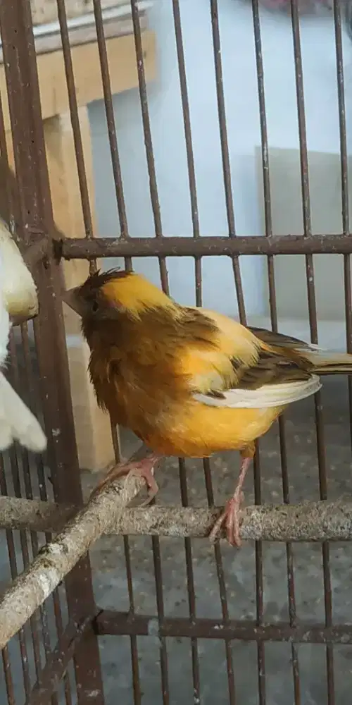 Kenari betina jebolan