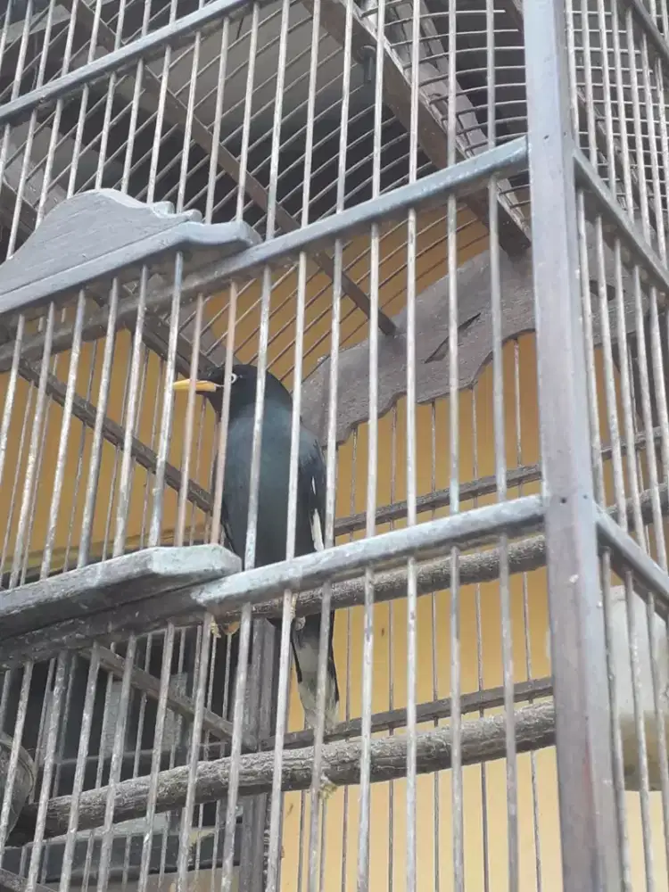 Jual Burung Jalak Kebo Mata Putih