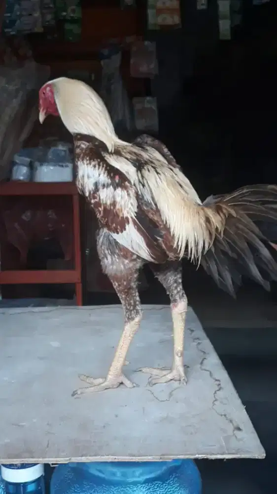 AYAM BANGKOK X MANGON