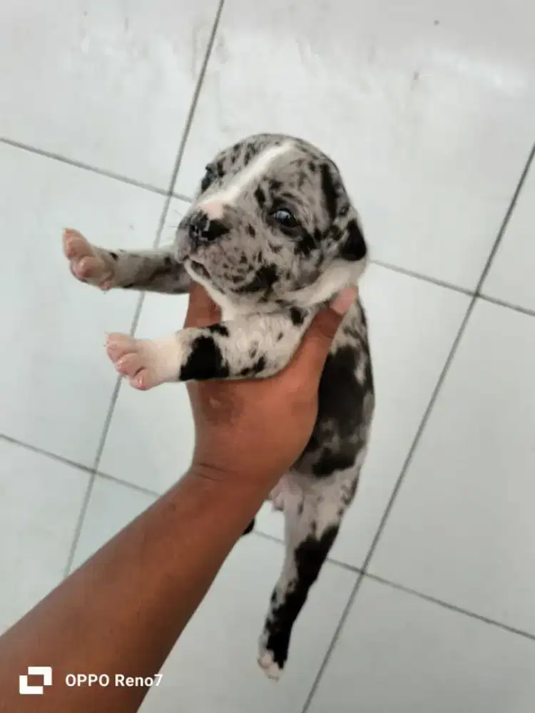 PITBULL MERLE EKSOTIS