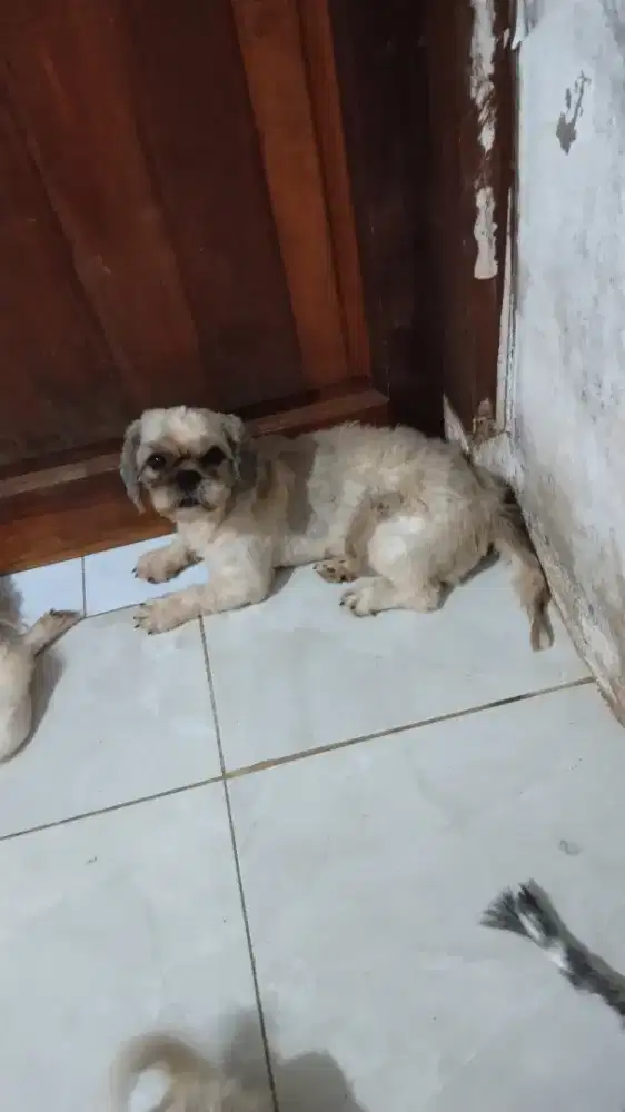 Shihtzu Betina 1 thnan nonstb vaksin lengkap