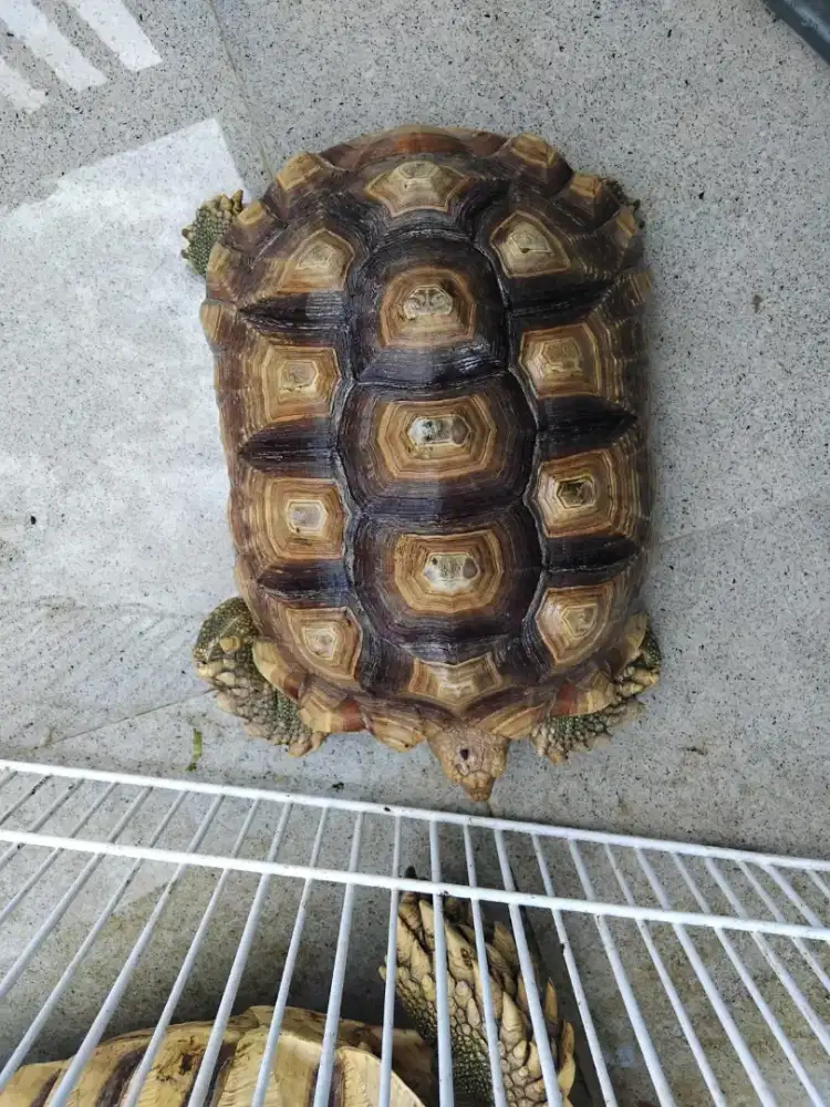 kura kura sulcata