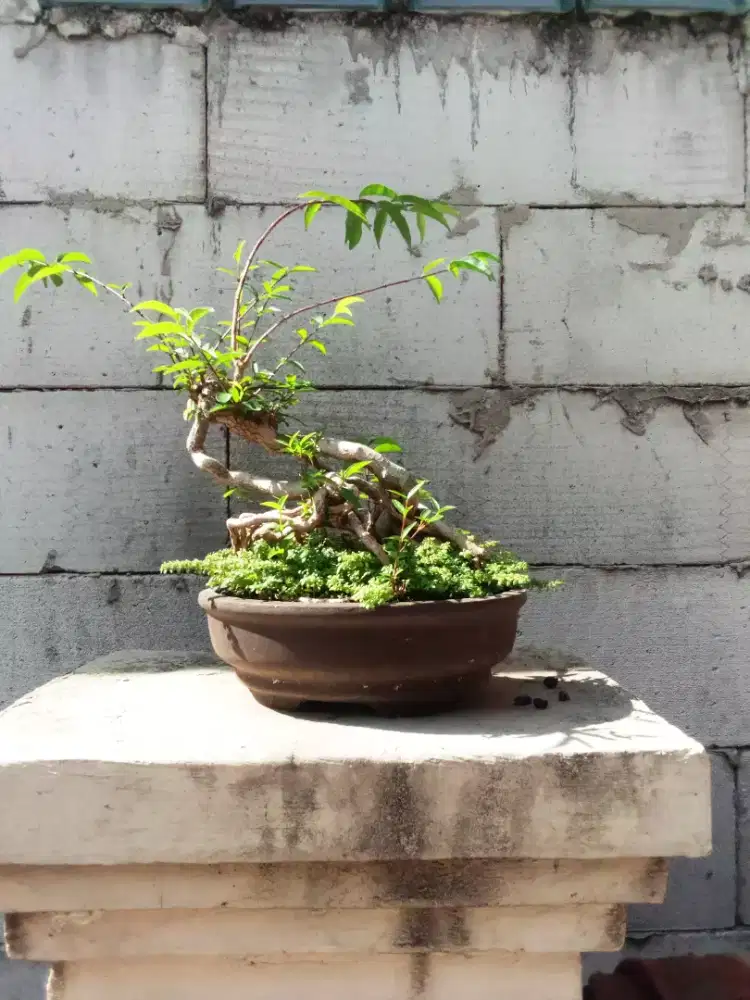 Bonsai anput, Sancang,sianci