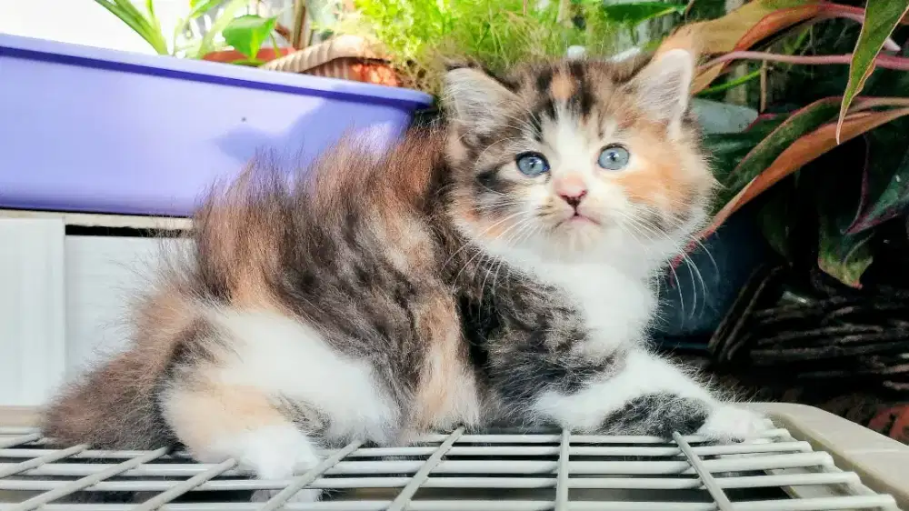 Kucing persia kitten