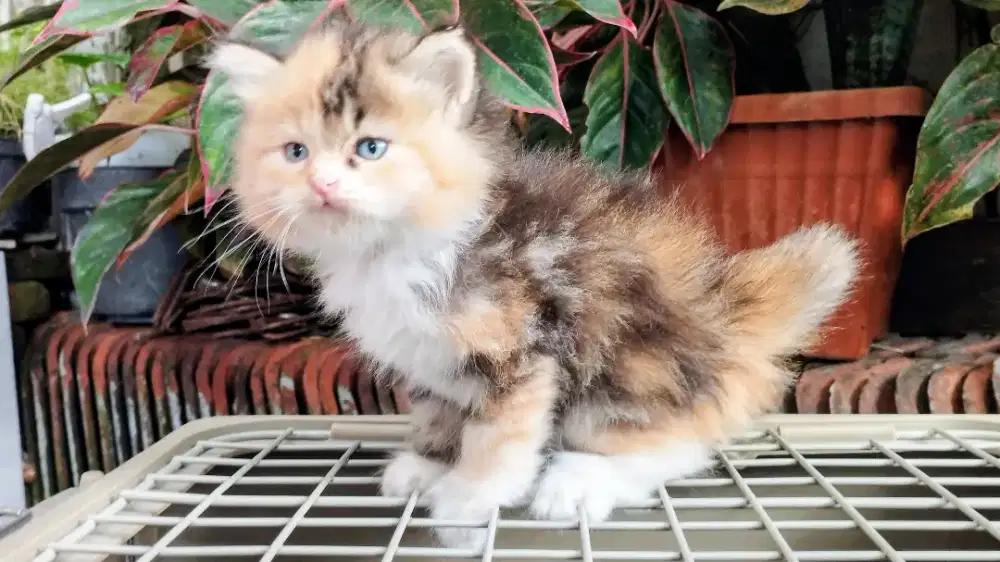 Kucing persia kitten
