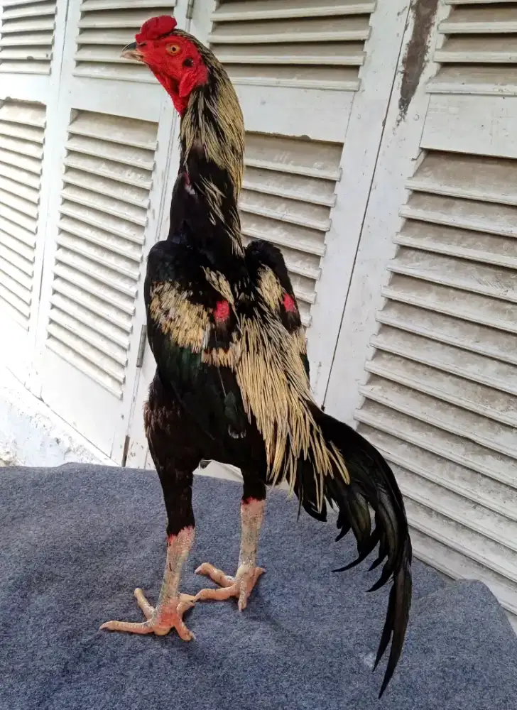 Ayam trah pama iq x khoyngon sehat dan sangat terawat,