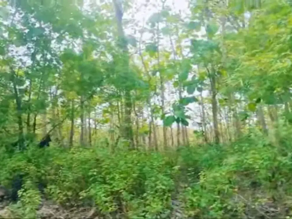 Murah Tanah pekarangan, Strategis