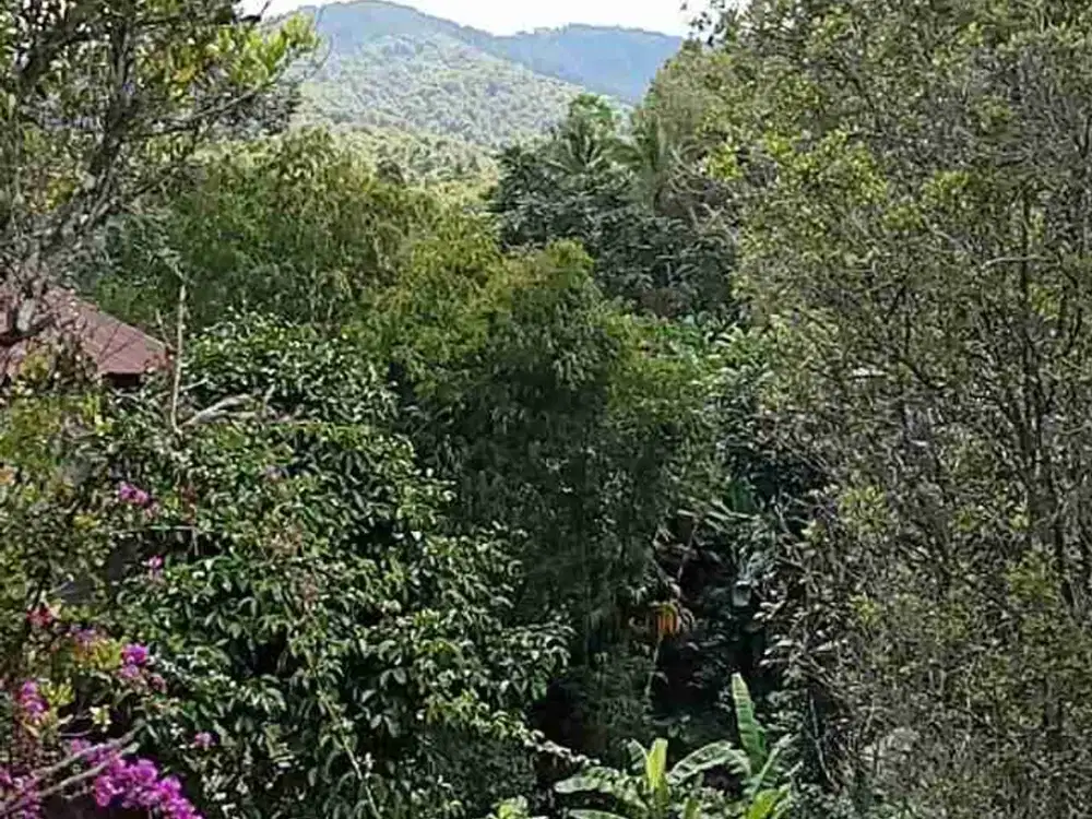 dijual tanah los sungai dan view bukit sudah berisi bangunan restoran tempat makan