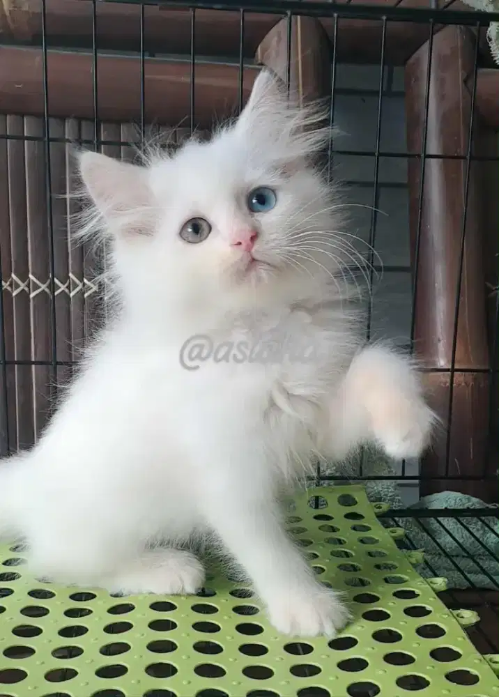 Kucing ragdol /kitten persia/kucing himalaya  jantan