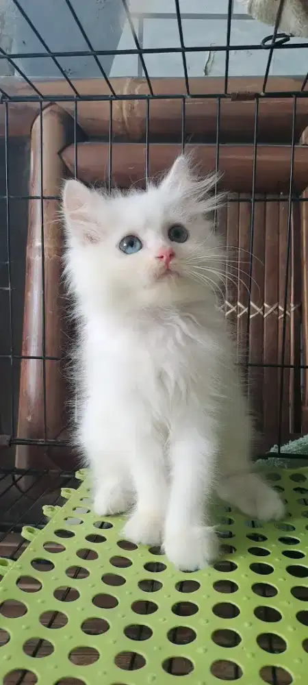 Anak kucing anggora/kitten.persia jantan/kucing persia jantan