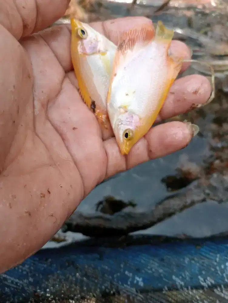 Bibit Ikan Gurame Padang Nyilet