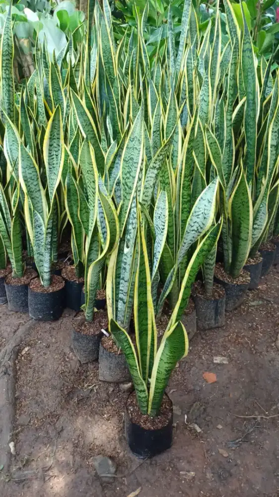 Pohon Hias Lidah Mertua 50/70 cm