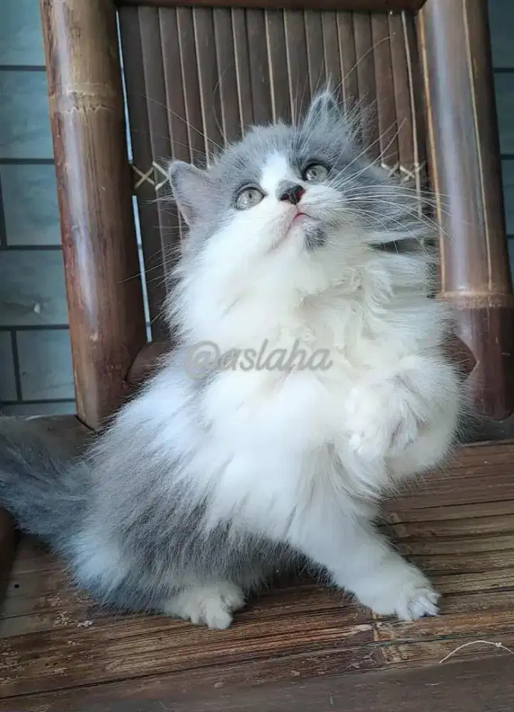 Anak kucing anggora/kitten persia jantan/kucing persia jantan