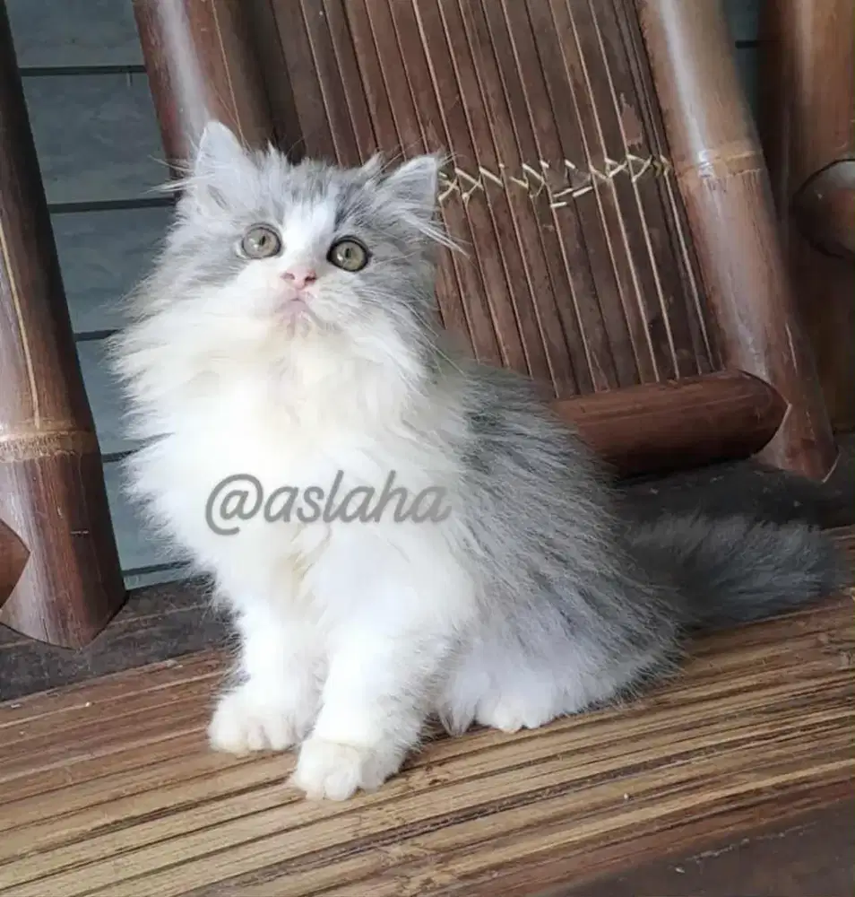 Anak kucing anggora/kitten persia betina/kucing persia betina