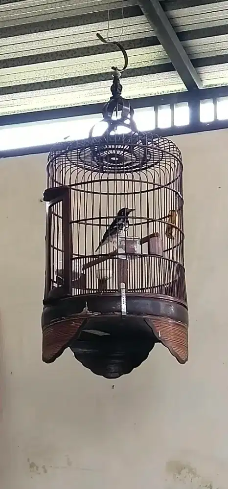 Anis kembang mh ngriwik ngeplong