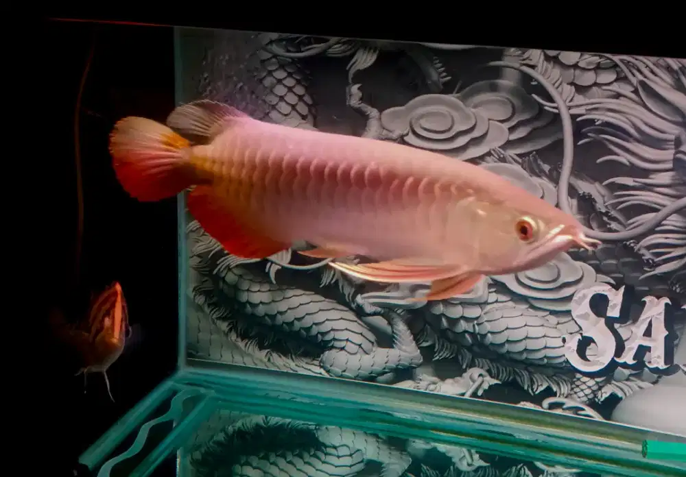 Ikan arwana golden red