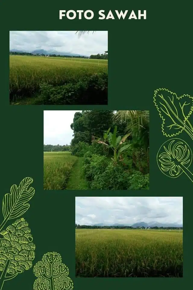DIJUAL TANAH SAWAH DAN KEBUN COCOK UNTUK INVESTASI DI NEGARA-JEMBRANA