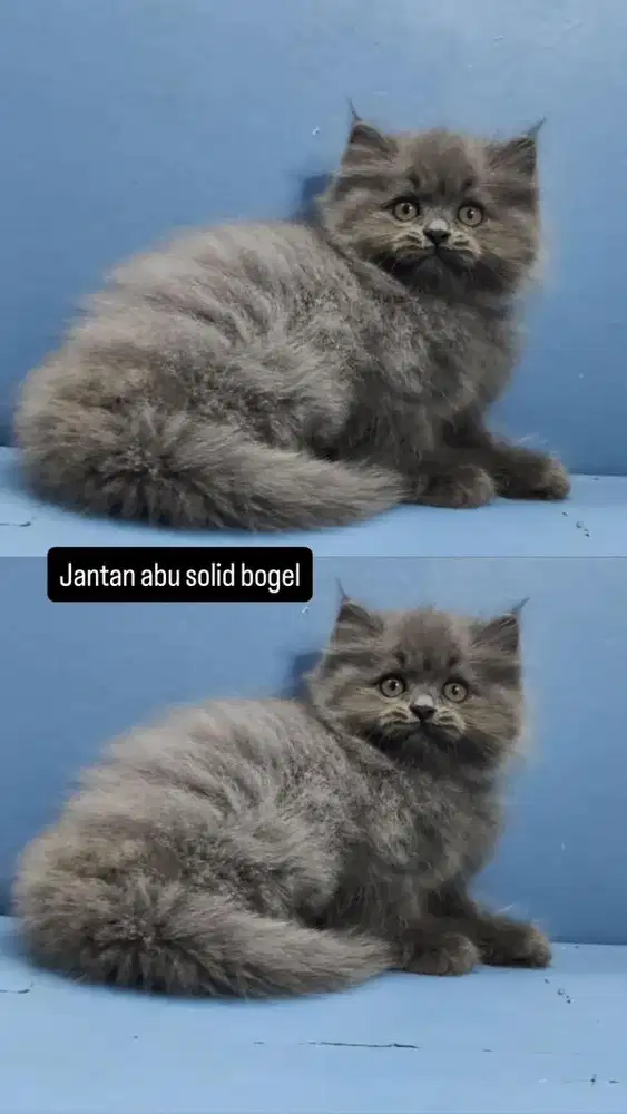 Kitten jantan abu solid gemoy