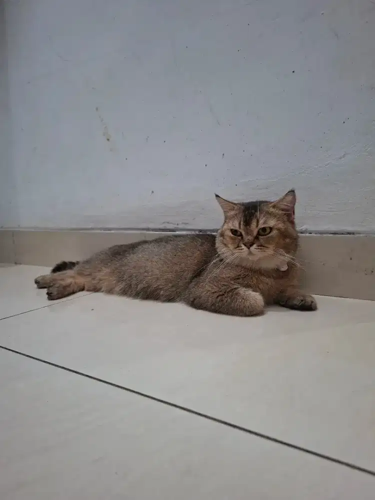 Kucing bsh dan peaknose betina