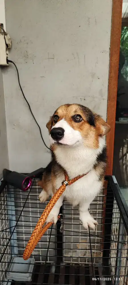 DIJUAL CORGI UMUR 1 TAHUN LEBIH SURAT2 LENGKAP