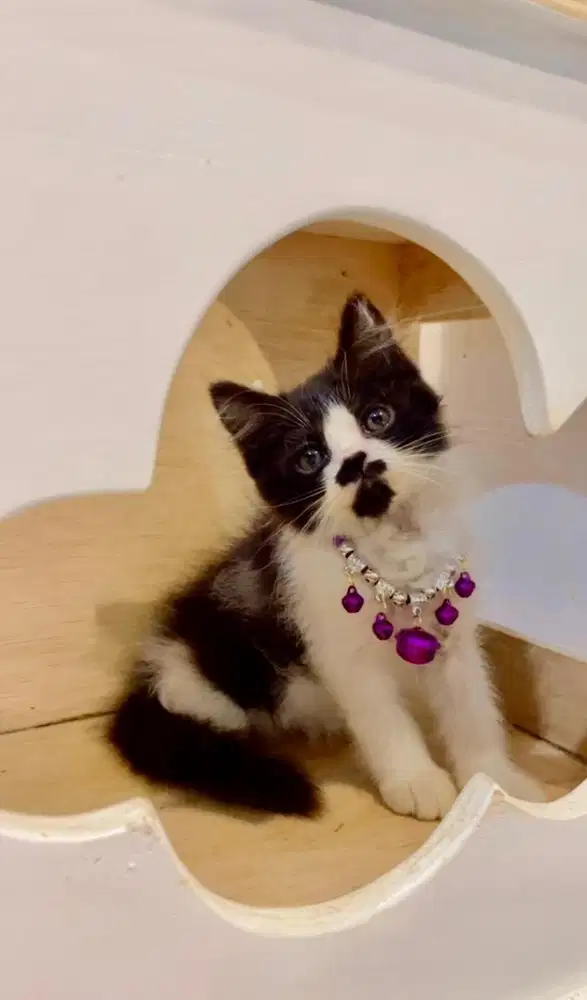 Kucing Persia long hair kitten (panda) jantan