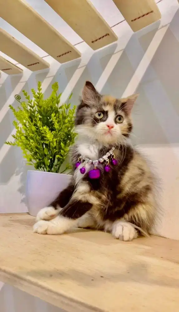 Kucing persia kitten calico 2bln betina cantik