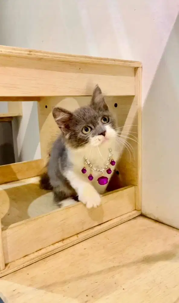 Kucing persia kitten abu putih jantan