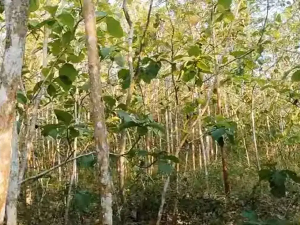 Murah Tanah Pekarangan, Kebun Jati