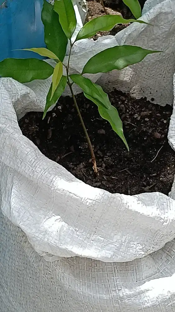 Bibit buah leci bangkok