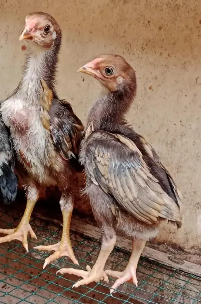 Anakan ayam koytrad x ekor lidi ory