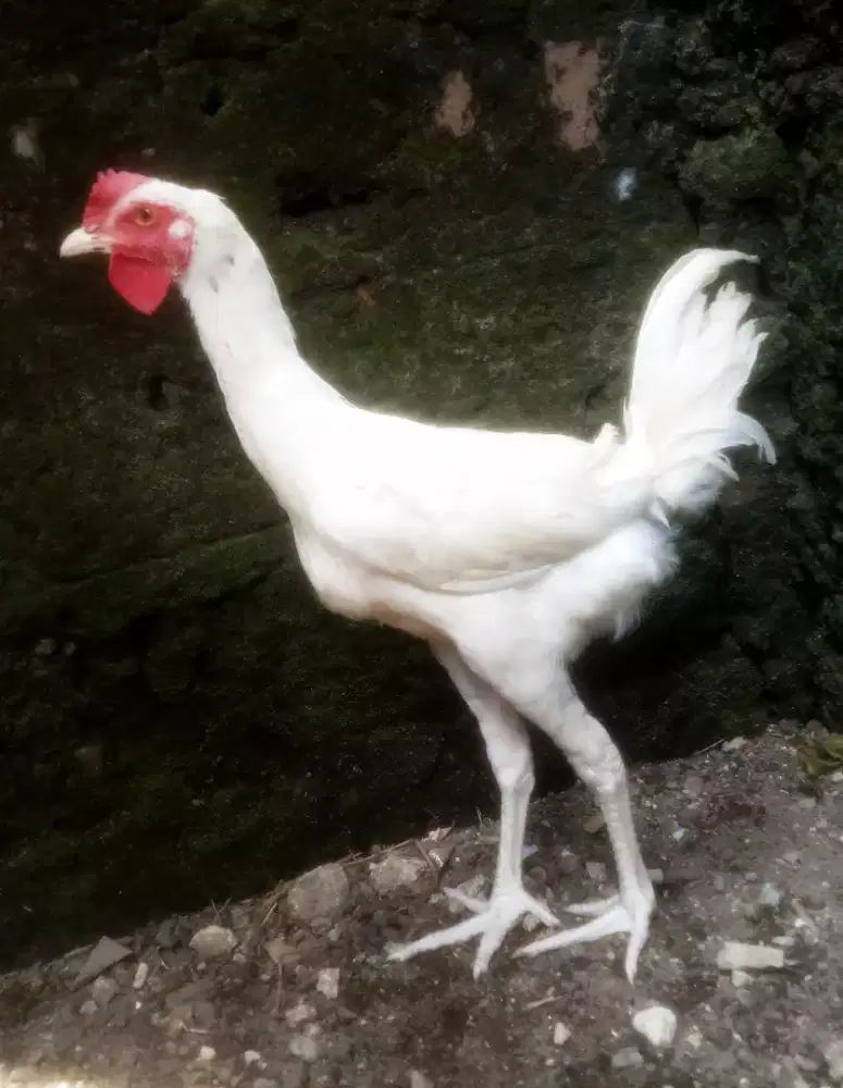 AYAM PELUNG PUTIH