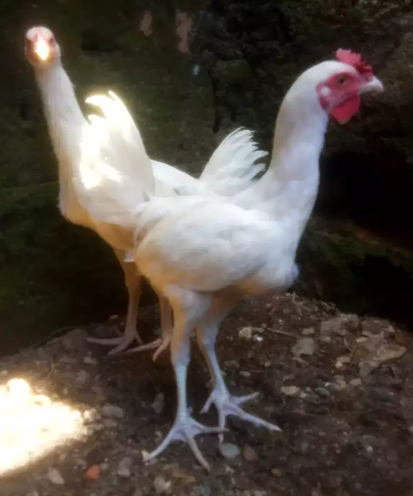 AYAM PELUNG PUTIH SEPASANG