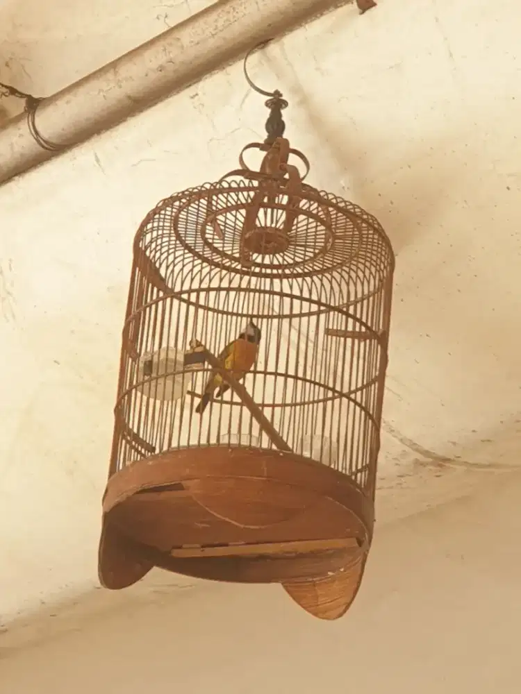 Burung bimoli rawatan lama