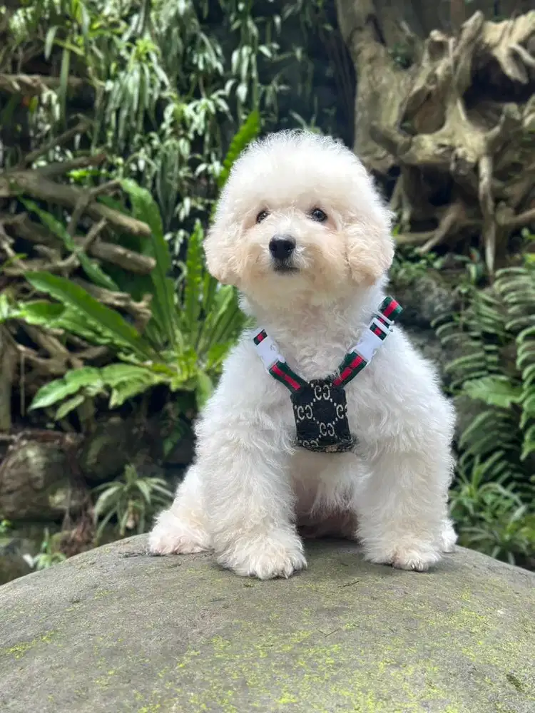 Poodle putih stambum sehat full vaksin