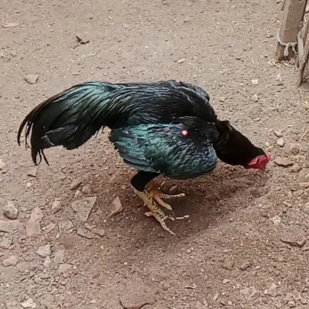 Ayam bangkok siap laga