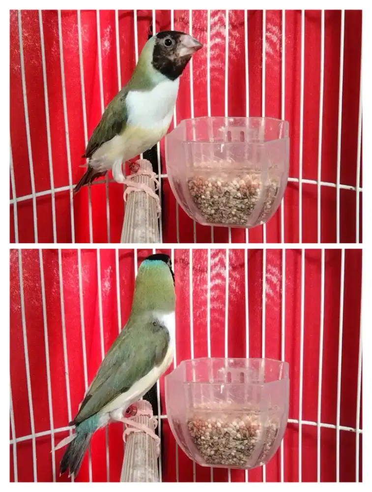 Gould Amadine betina siapan