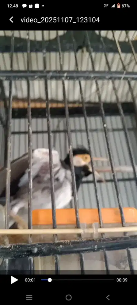 Burung jalak suren gacor