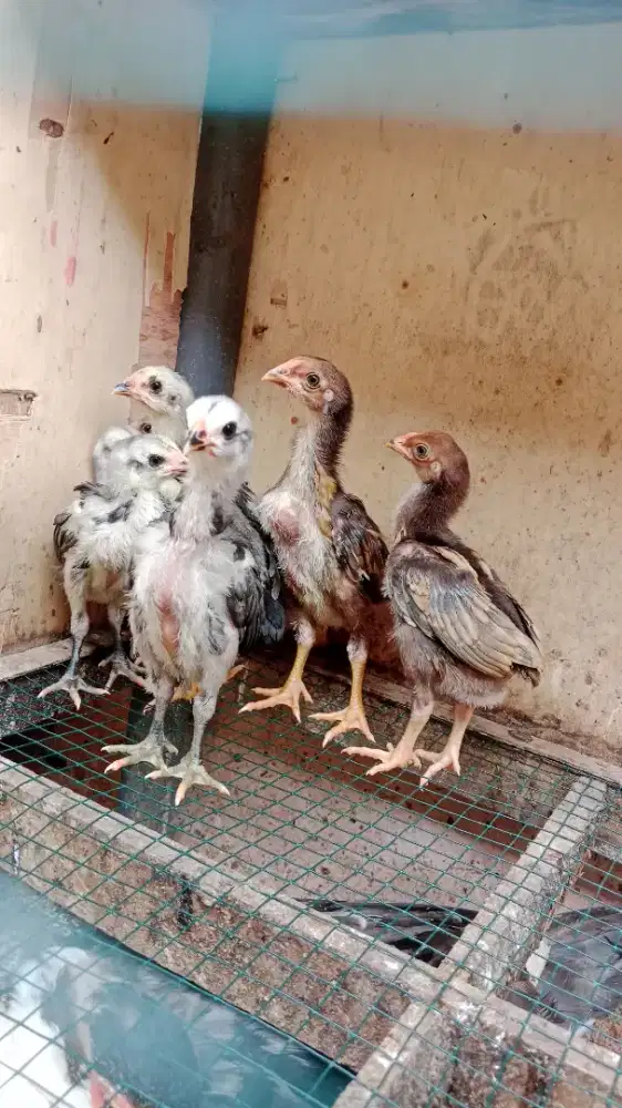 Ayam bangkok elid x koytrad