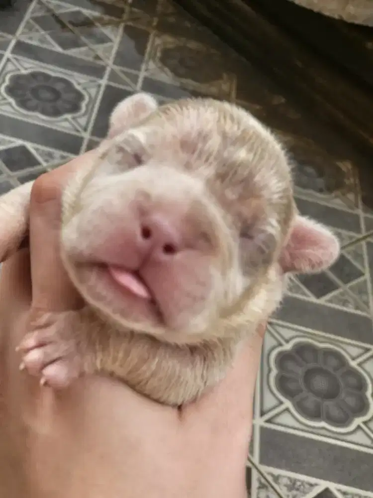 Jual anjing ras bichon dan bully