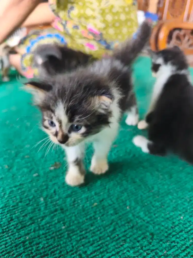 Jual kitten medium premium