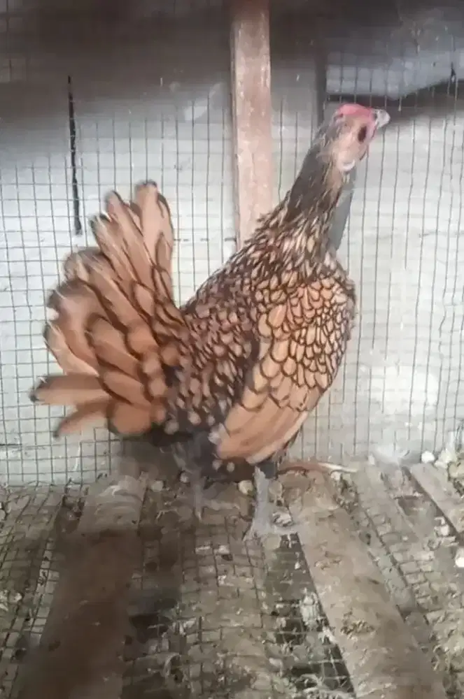 Ayam batik Kanada indukan