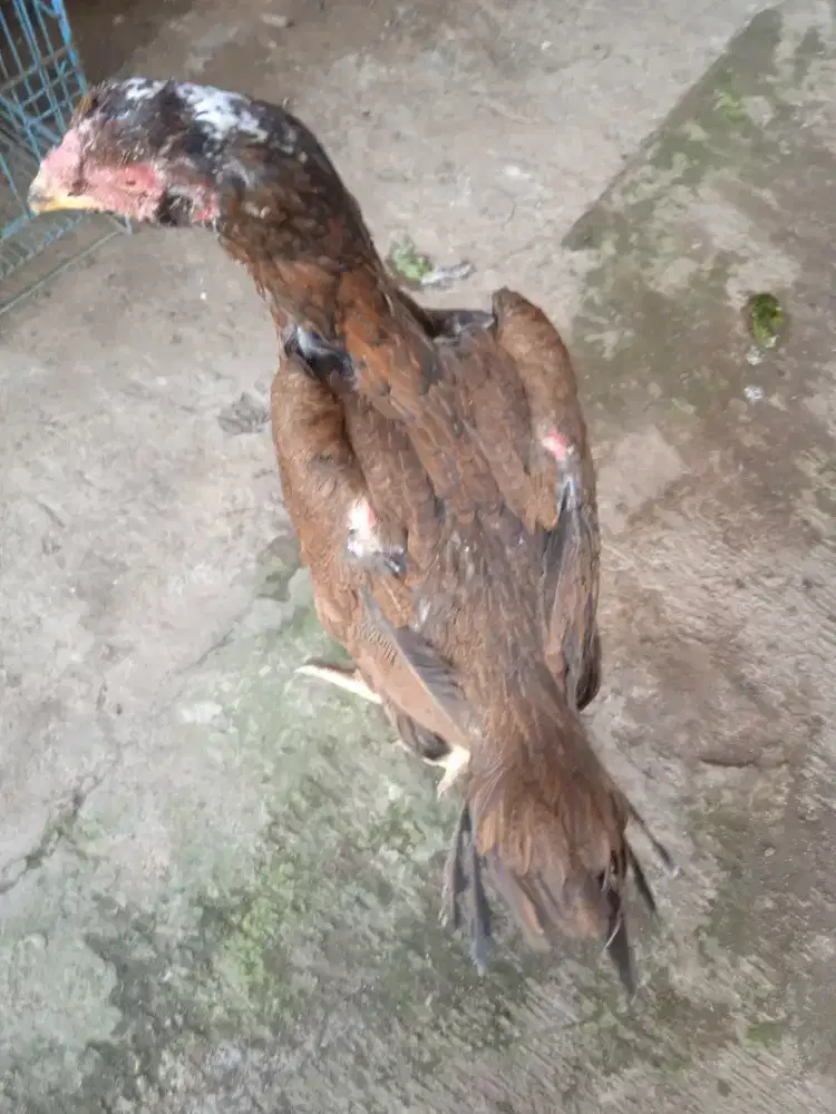 Biang bk x pk gen bulbi