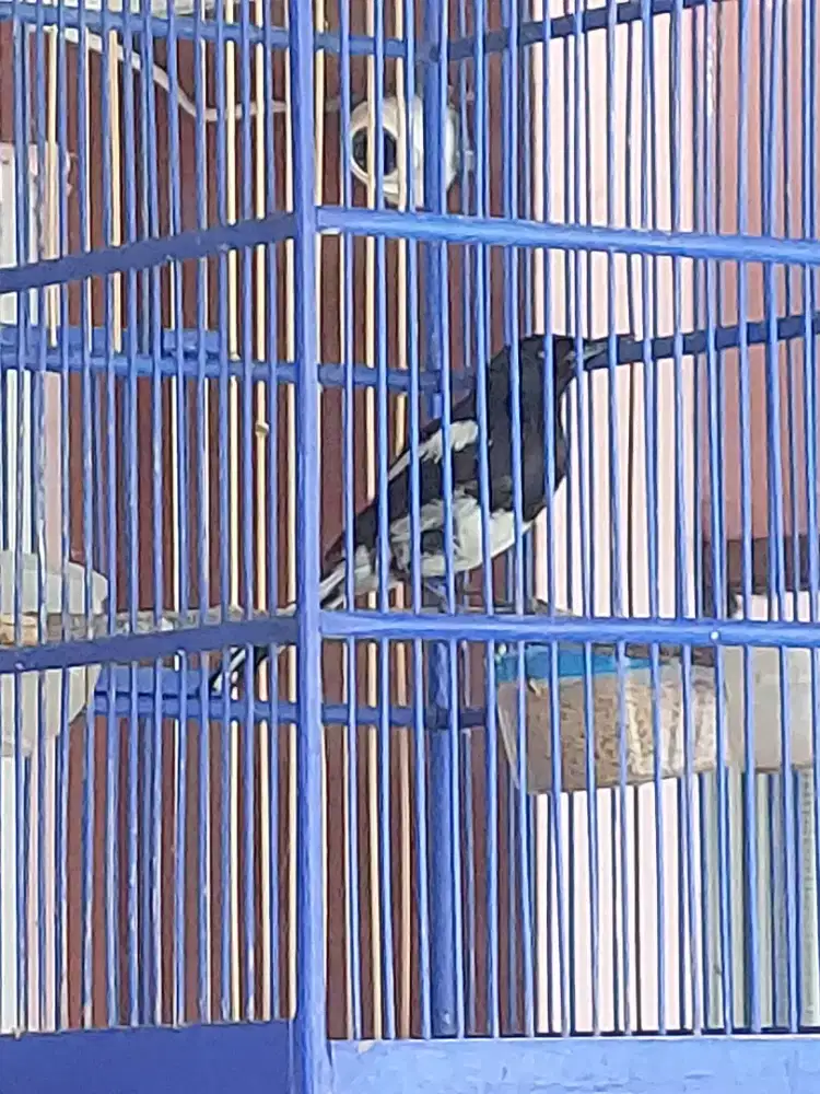 Kacer gacor + kandangnya