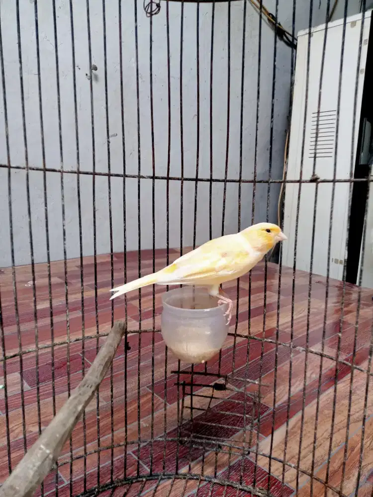 Kenari betina produksi